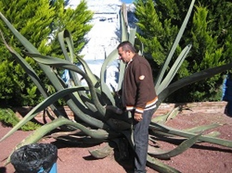 Picture