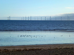 Birds and windmills 2