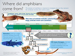 Visual Explainer: Amphibian Evolution