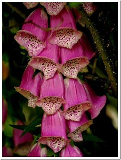 5 July 2 03-07-2013 11-39-09