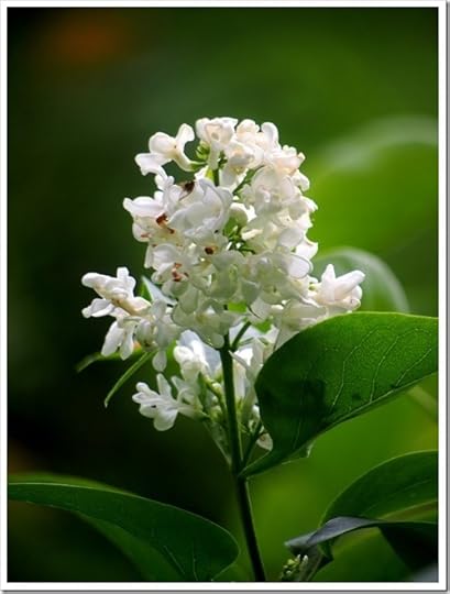 5 July 4 03-07-2013 11-39-53