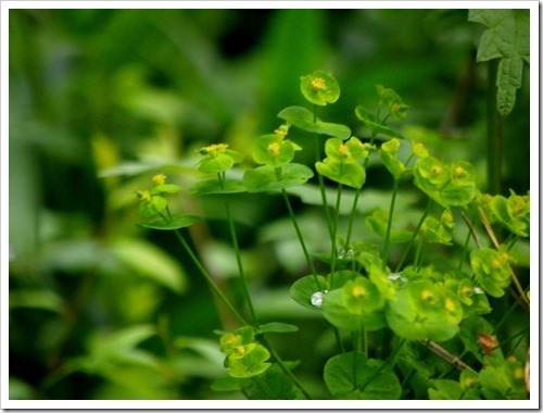 5 July 5 03-07-2013 11-42-19