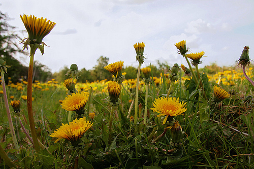 Dandelions all over the place by Per Jensen via Flickr