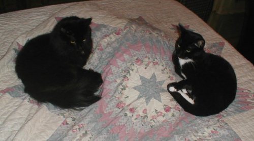 Two black cats