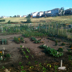 Community garden