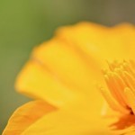 A Golden Desert Flower
