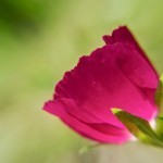 Pretty in Pink