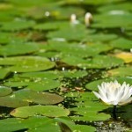 Lily Pond