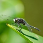A White Faced Dragon