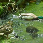 Ducks Hiding Place