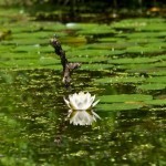 Reflecting Lily