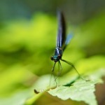 A Beautiful Damsel