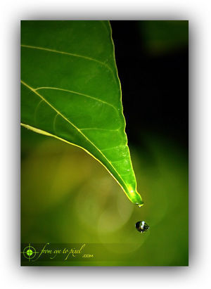 Teardrop
