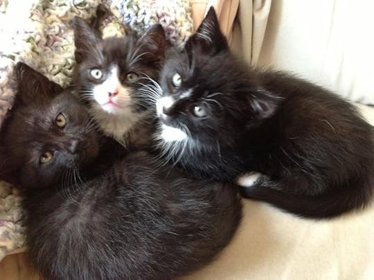 Photo: The oldest litter of kittens found in the tote last week are going up for adoption tomorrow at noon!