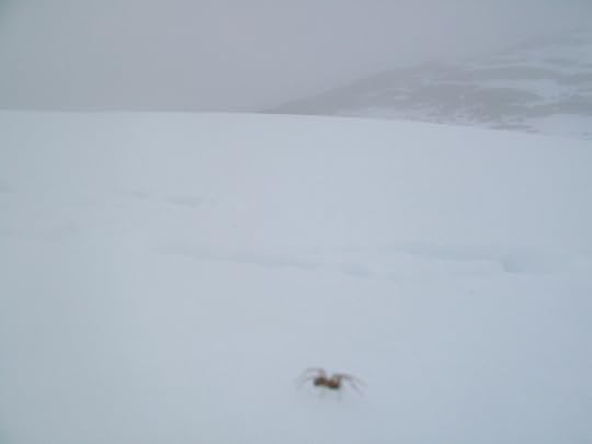 A lone spider on the snowbound Mount Ulriken.