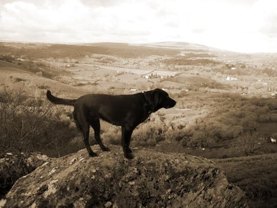 Tilly on the look-out