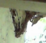 super close up bees - Copy