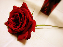 The Perfect Rose
