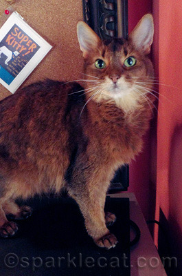 Did you notice the card in the background that says Super Kitty?