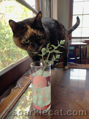 Remember to chew the decoration!
