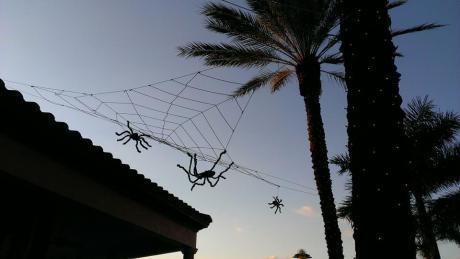 Spiders at CJ's