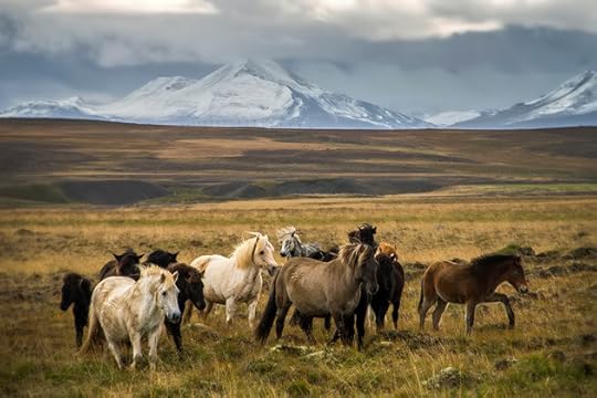 Wild Icelandic Horses
