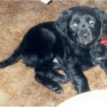 MaddiePuppy9