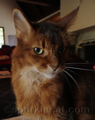 Have you ever noticed that food for thought tastes like tuna?