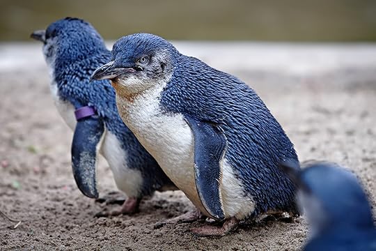 fairy penguins