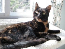 Conscious_Cat_Sunday