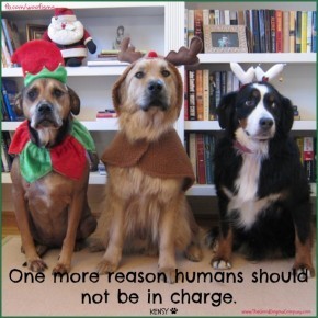 dressupIMG 0624 290x290 Friday Funny funny dog blog