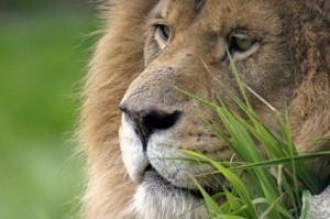 close-up of a male lion's face in the grass