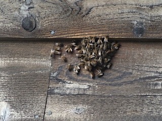 the bees' front door