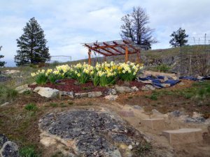 Our Immoderate Daffs