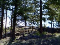 Immoderate White-tailed Deer