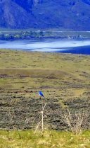 Immoderate Mountain Bluebird Male