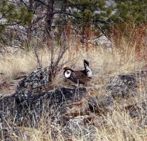 Immoderate Blue Grouse Male