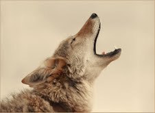 Howling Coyote