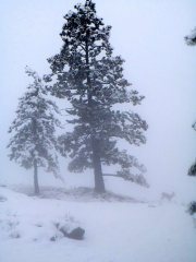 Doe leaving to browse