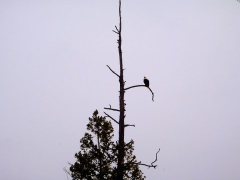 One of bald eagle pair on snag