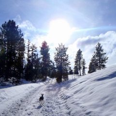 Iggy in rotting snow