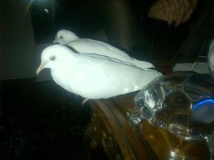 the doves