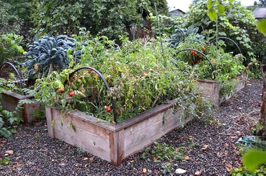 Fall vegetable beds, still producing late season tomatoes