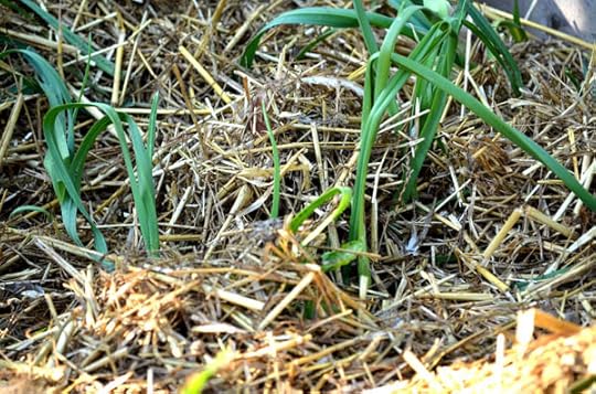 leeks-straw