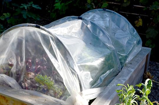 winter-hoop-houses