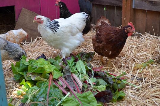 chickens-winter-veggies