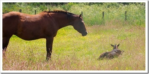 10 July 4 09-07-2013 11-33-21