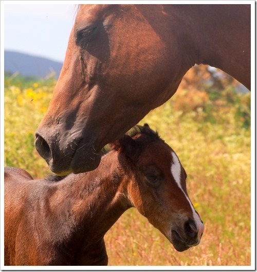 10 July 6 09-07-2013 11-34-30