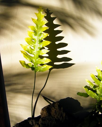 Fern Shadow by Rosa Say