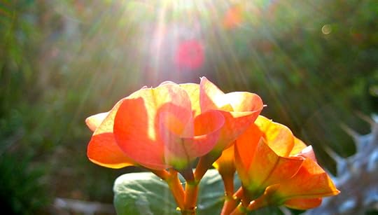 Malamalama by Rosa Say